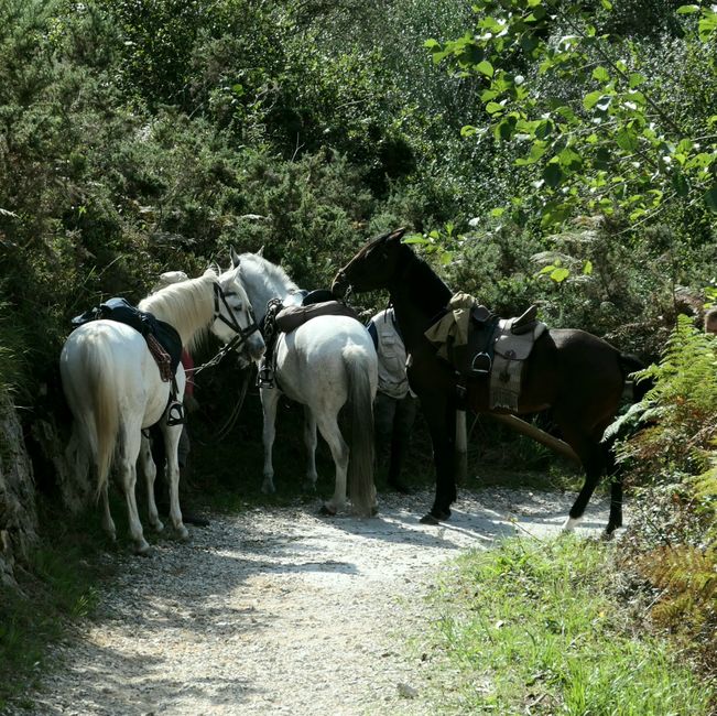 15. Etappe Colombres nach Llanes