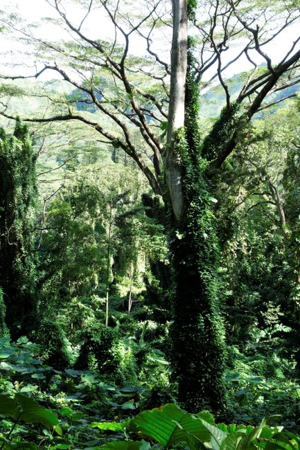 Selva tropical alrededor del Sendero Manoa