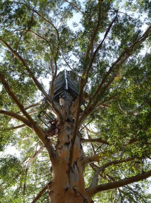 Vroni erklimmt den Gloucester Tree