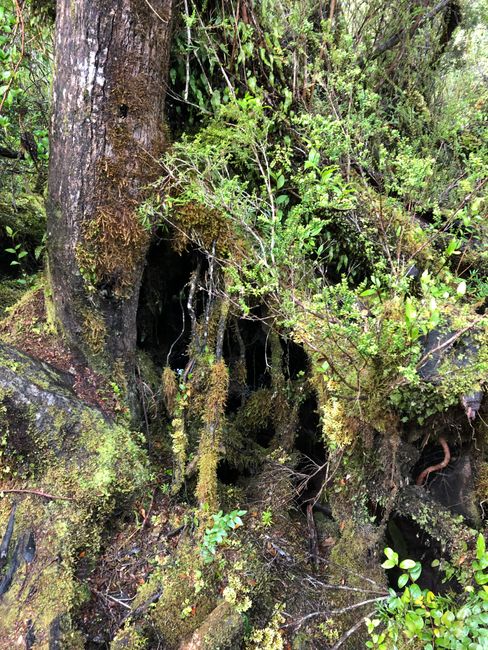 3. Mai: Dalcahue - Castro - Nationalpark Chiloé