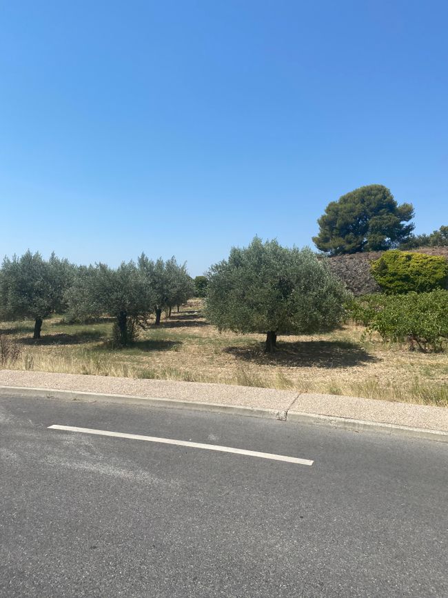 Olive trees 