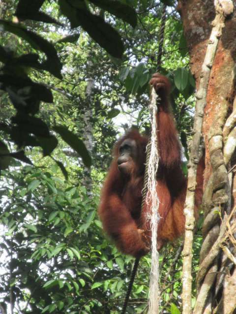 Orangutan :-)))