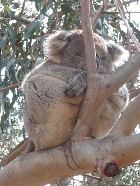Kangaroo Island - Kangaroos and Koalas (Australia Part 10)