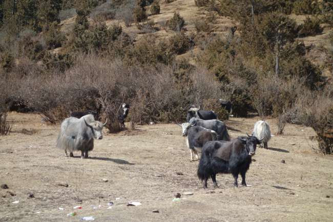 In winter, yaks stay below 4000 m - in summer, they go higher