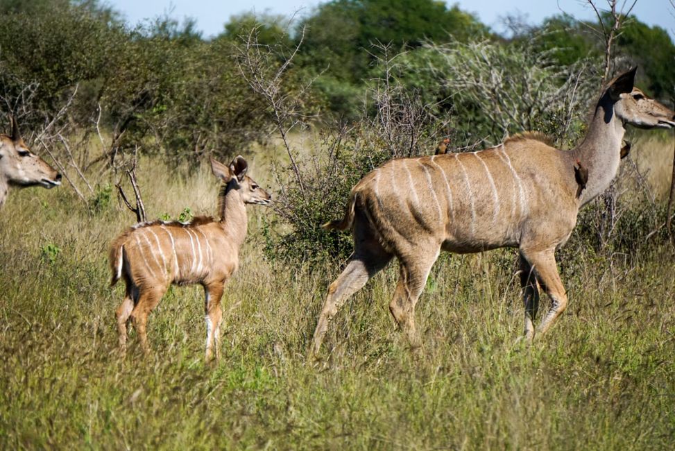 Kleine Kudu-Familie