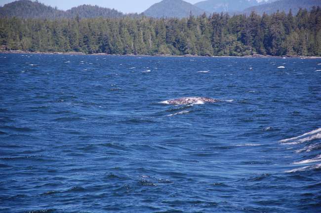 Tofino whale watching - back of the humpback whale