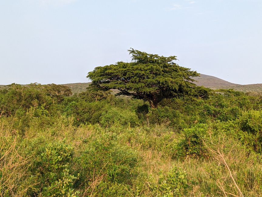 Hluhluwe-Imfolozi-Nationalparks