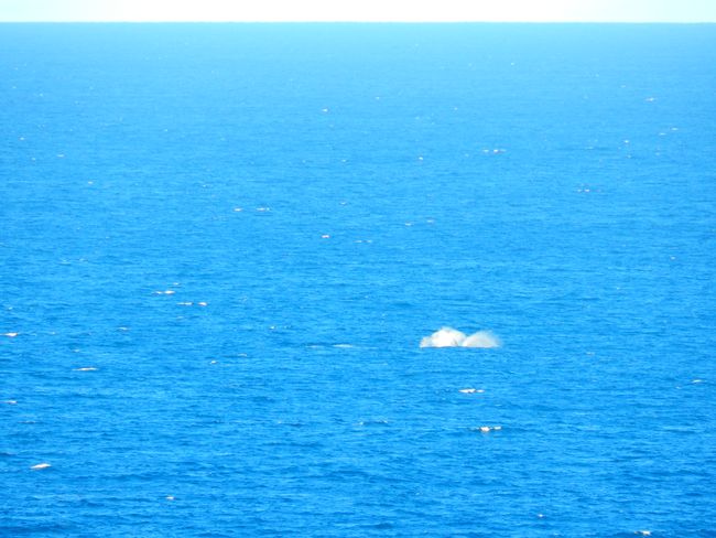 An der Suedkueste haben wir kurz gehalten und sofort einmal Wale aus weiter entfernung gesehen :)