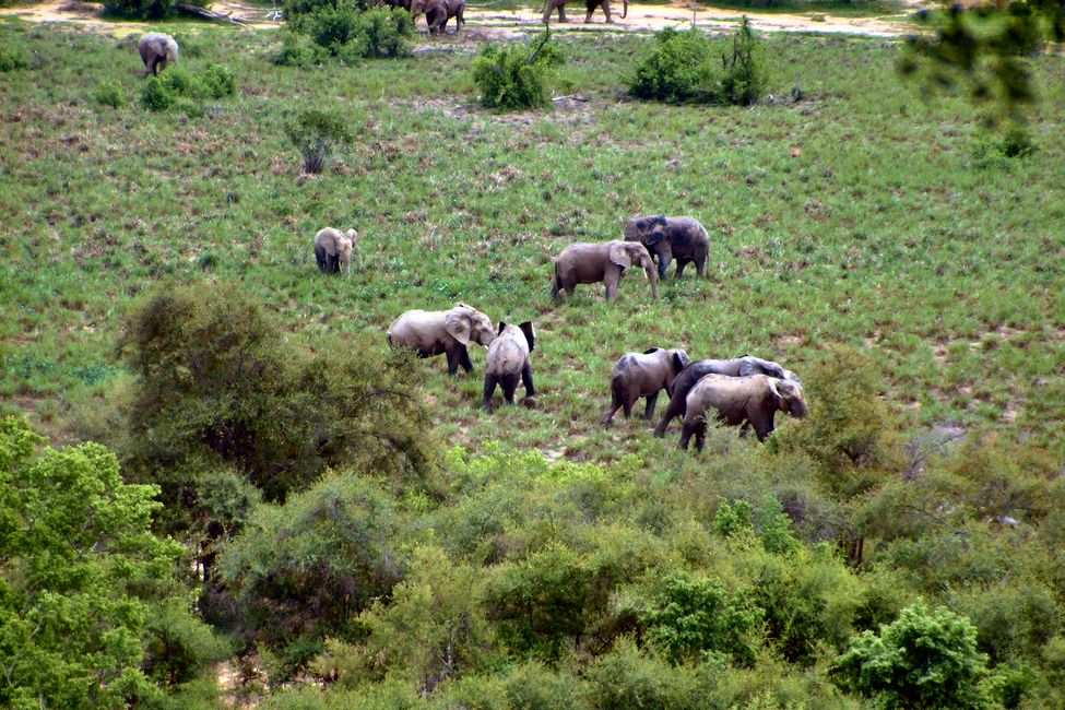 Bei den Elefanten im Mole Nationalpark