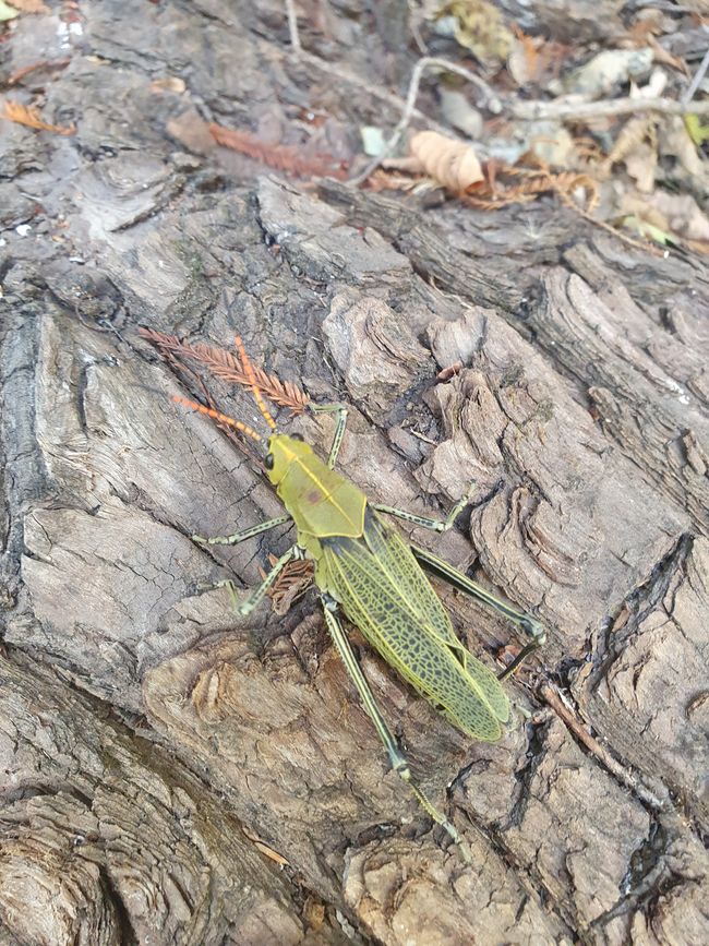 Mexican grasshopper (it's bigger than it looks in the picture: o)