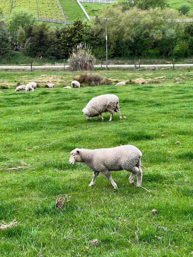 Schafe bei Janina & Jonas