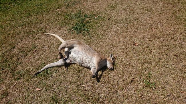 Totes Känguru zu Beginn der Wanderung