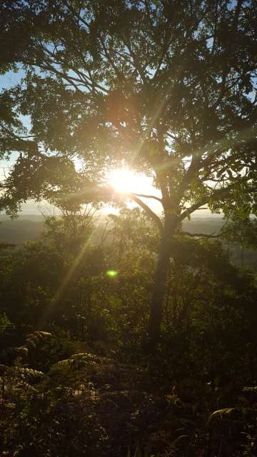 Sunrise in the middle of the jungle 