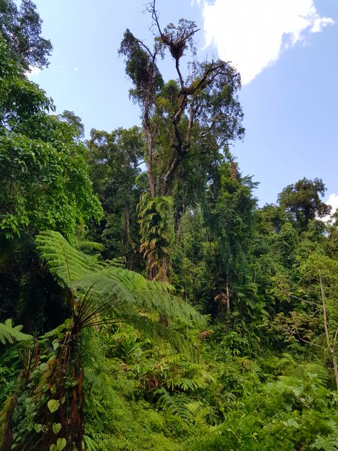 Cairns- မိုးသစ်တောနှင့် ရေတံခွန်များ
