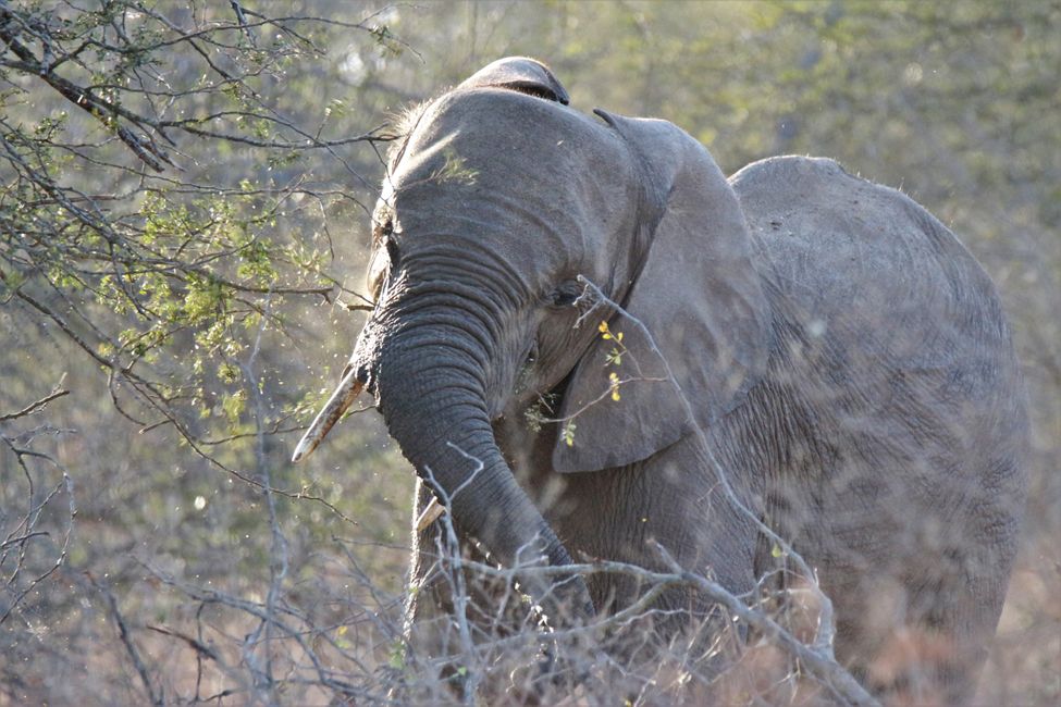 17 uru: Kruger NP uksanx sur uksan yatxatapxta