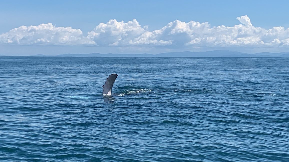 Humpback Whale Fin