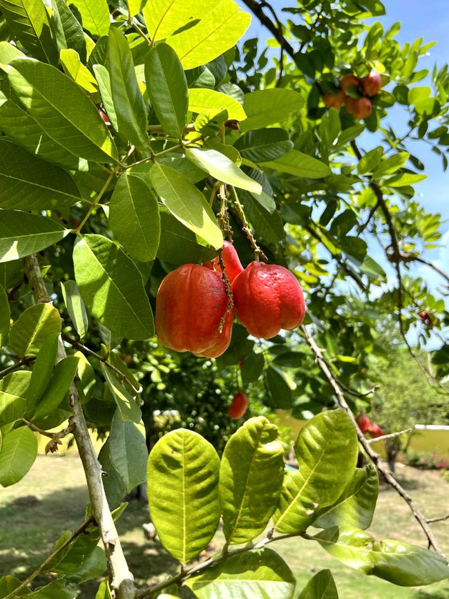 Ackee, die Nationalfrucht von Jamaika
