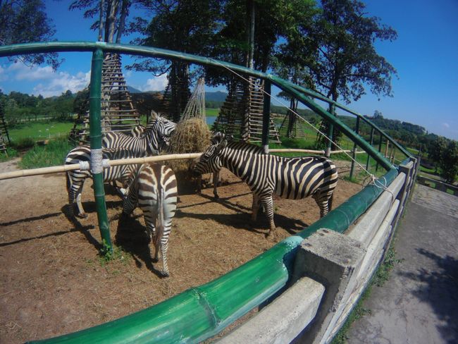 Bike tour to giraffes and zebras / Back to Chiang Mai