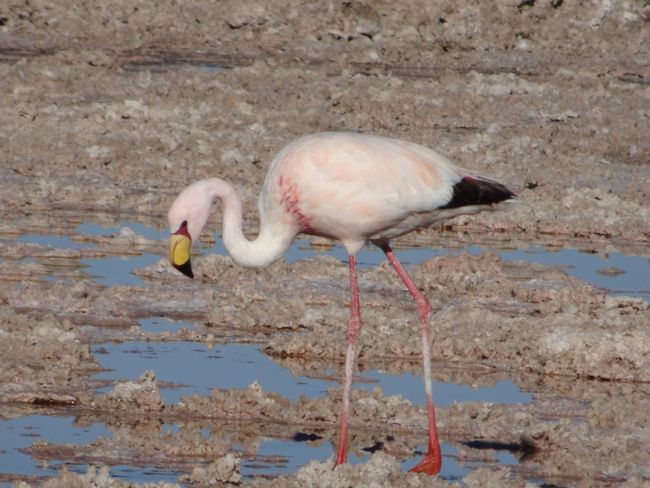 Tatsächlich Flamingos!