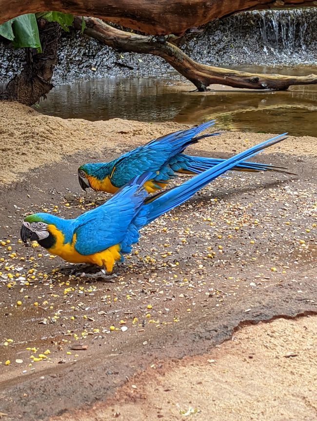 07.06.2022 - Vogelpark und Wasserfälle