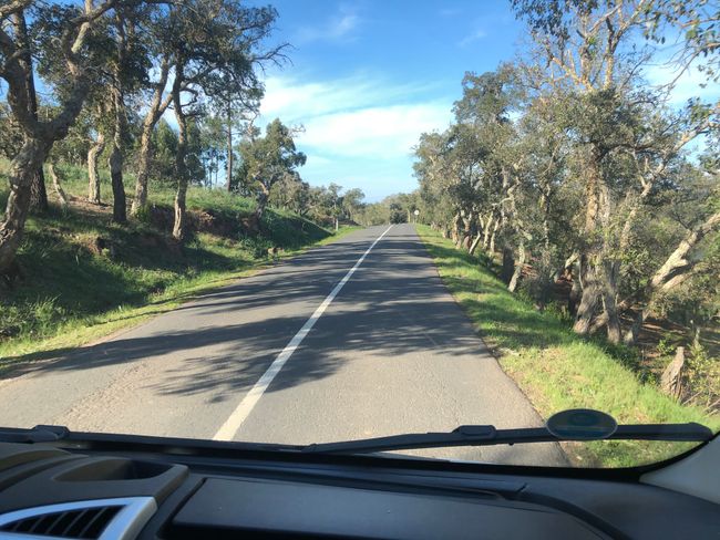 Our drive takes us through a beautiful landscape", Cork oaks on the left and right