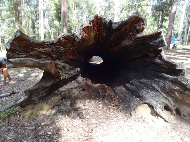 The remains of a termite-eaten teak tree with excellent acoustics