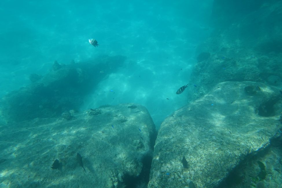 Snorkeling at Anse Lazio