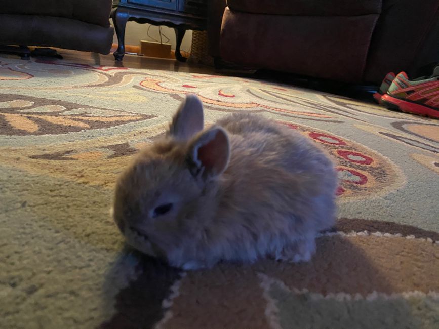 Baby Kaninchen/ Baby rabbit 