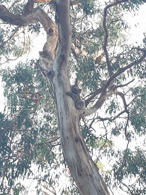 Koalas at our campground