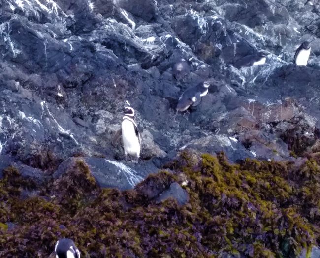 Magellanic penguins in their natural habitat