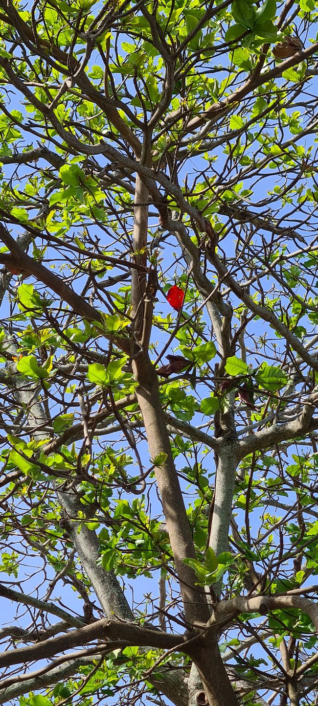 This leaf hasn't noticed that it's spring yet