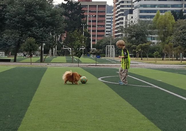 Soccer match with dog