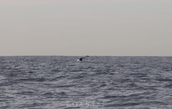 die Fluke eines Buckelwals
