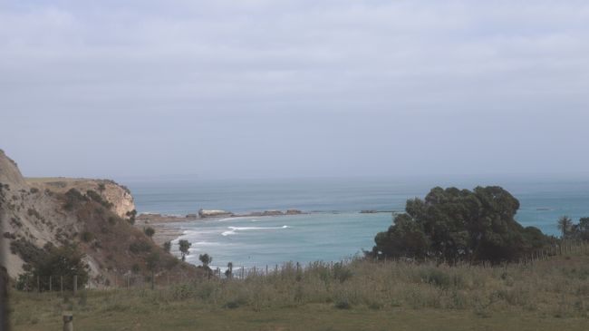 Day 17 Cape Kidnappers & Gannet Safari