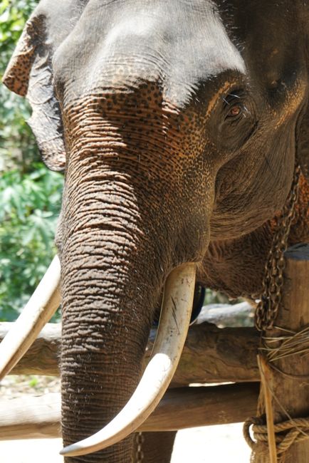 Thailand - Elefantenreiten & 7Islands -Tour in Krabi