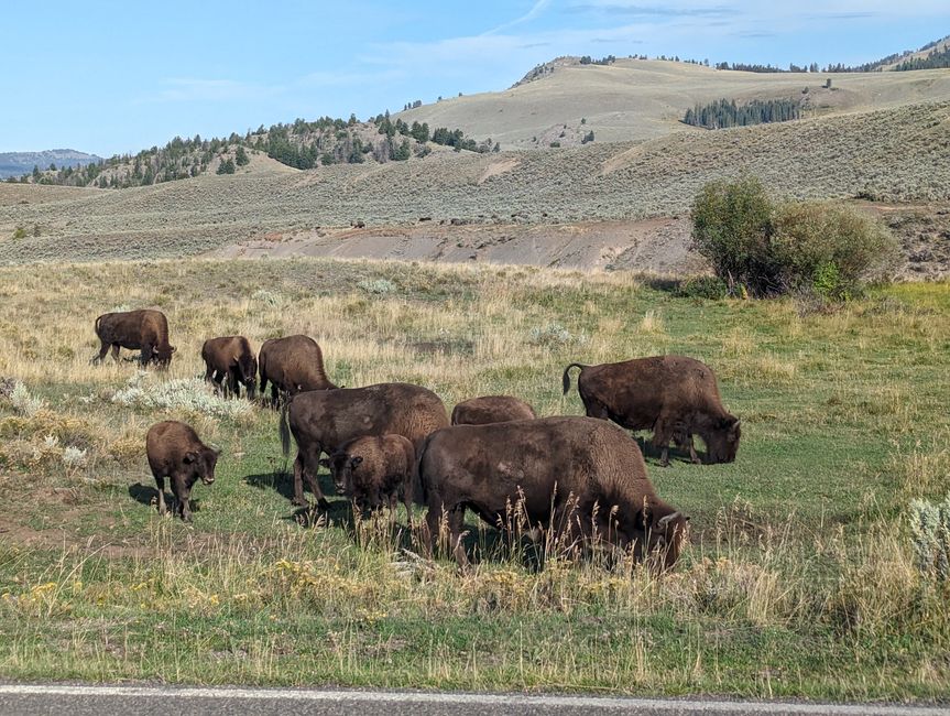 Yellowstone: Nature and Wildlife