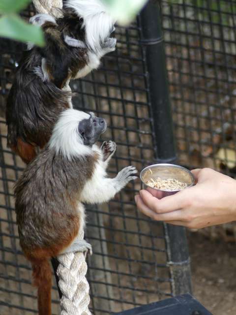 Little monkeys getting fed