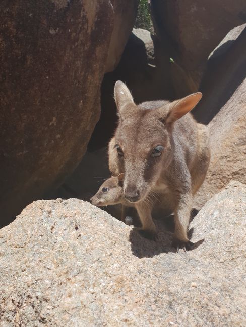 How cute are wallabies?