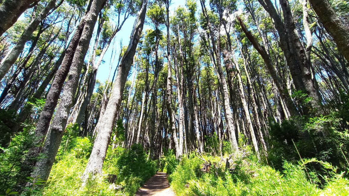 Die Baumriesen (Waldwanderung in Bariloche)