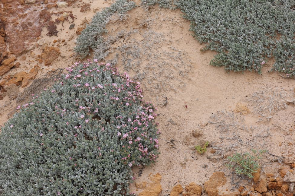 Wildflowers in the desert