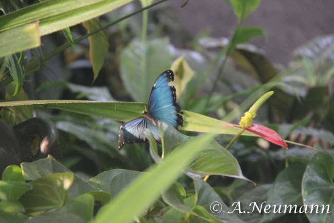 Dubai Fähre - Miracle Garden - Butterfly Garden - Hard Rock Café