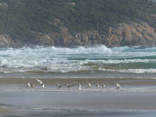 Day 46: Melbourne - Wilson Promontory National Park
