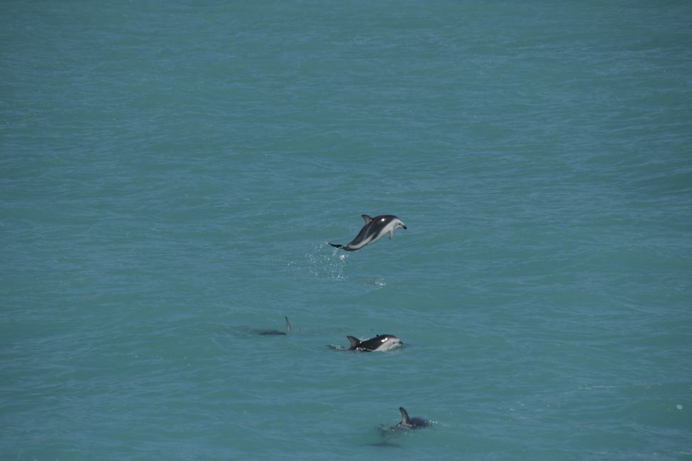 New Zealand - South Island - Kaikoura - Dolphins