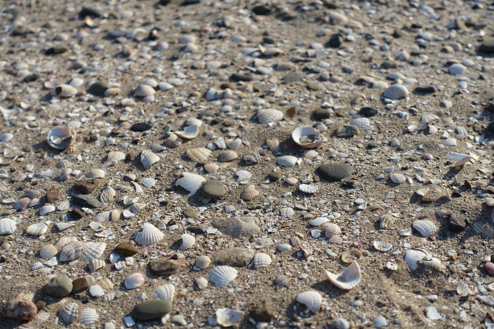 Beach and seashells 