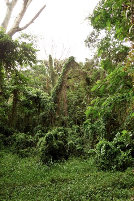 Selva tropical alrededor del Sendero Manoa