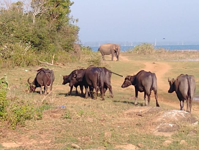 Udawalawe National Park