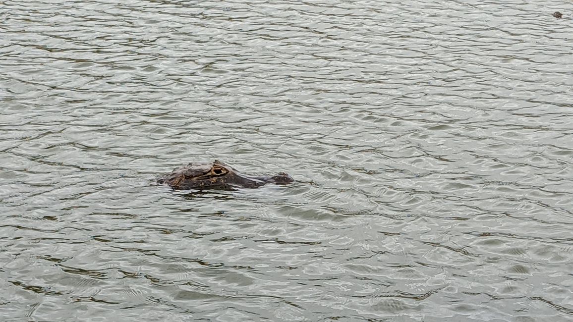 Aufenthalt im Süd Pantanal (Zusammenfassung)
