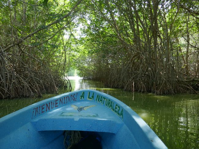 Mangroves @ Chacahua Lagoons