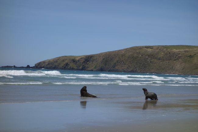 Otago Peninsula - Sea lions at the beach