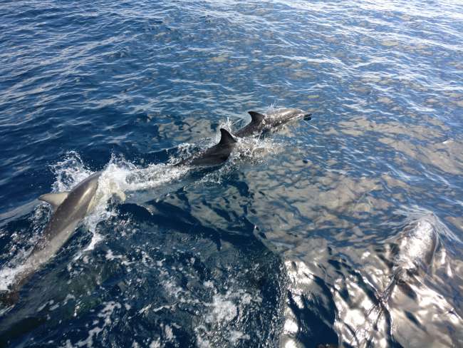 On dolphin safari in Tauranga